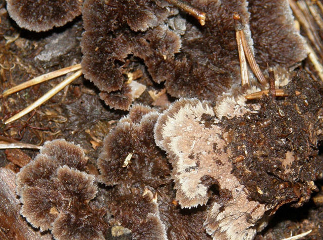 Funghi che sembrano...cristalli: Telephora terrestris