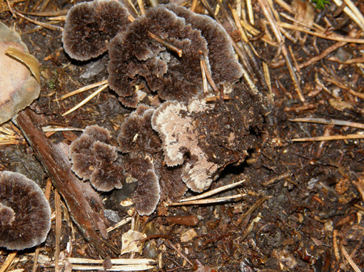 Funghi che sembrano...cristalli: Telephora terrestris