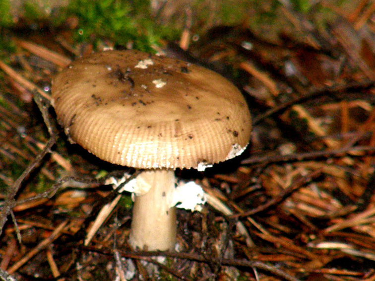 In un bosco di conifere altoatesino 3