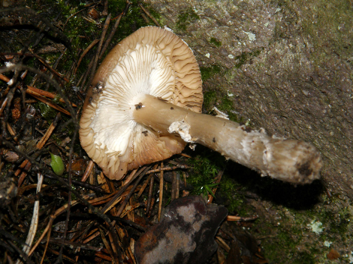 In un bosco di conifere altoatesino 3