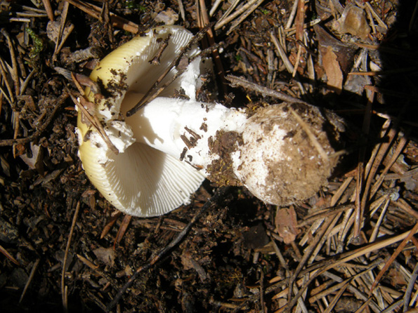 In un bosco di conifere altoatesino 4