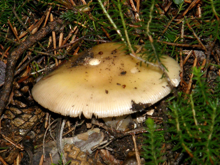 In un bosco di conifere altoatesino 5