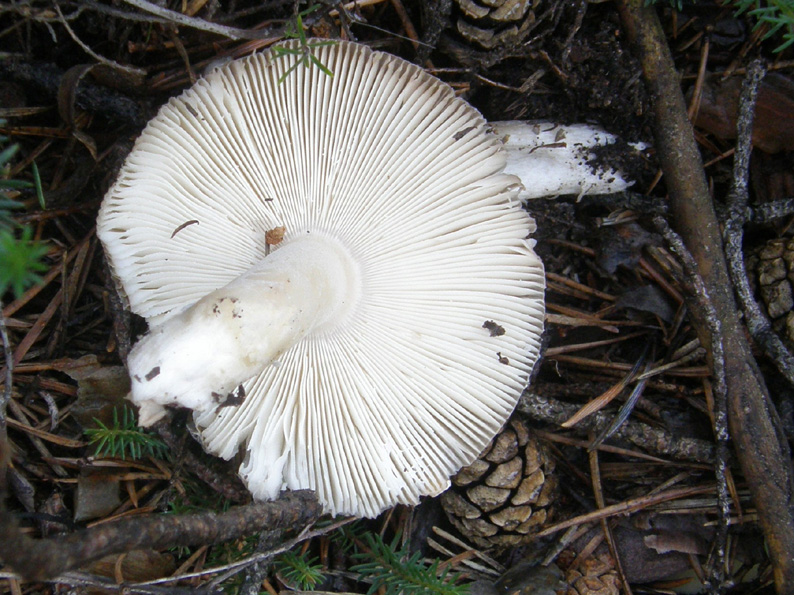 In un bosco di conifere altoatesino 5