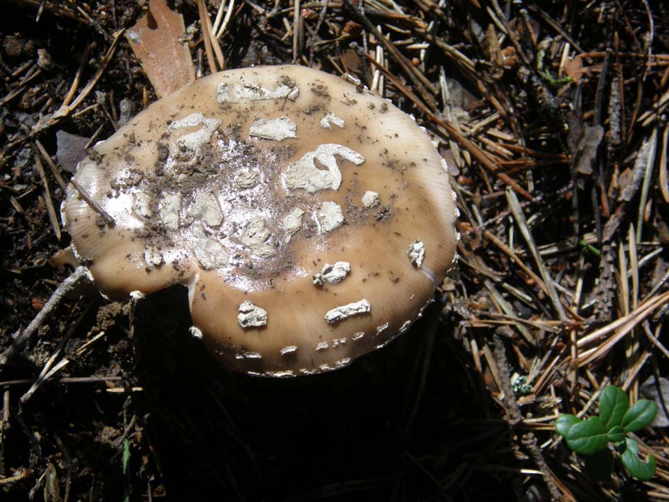 Quale amanita?