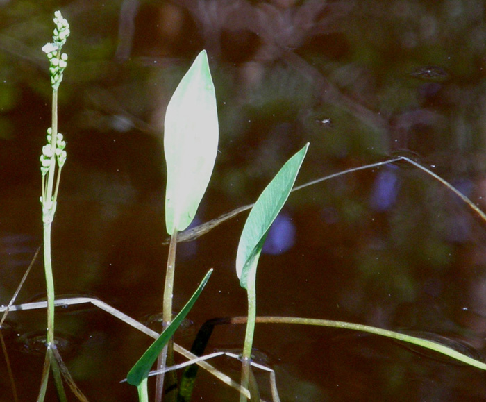 Pianta palustre:   Alisma plantago-aquatica