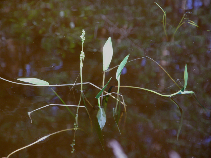 Pianta palustre:   Alisma plantago-aquatica