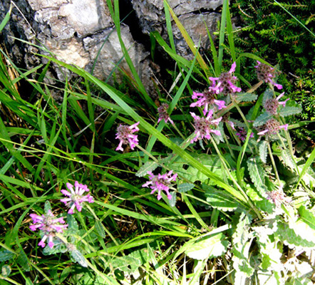 Stachys officinalis