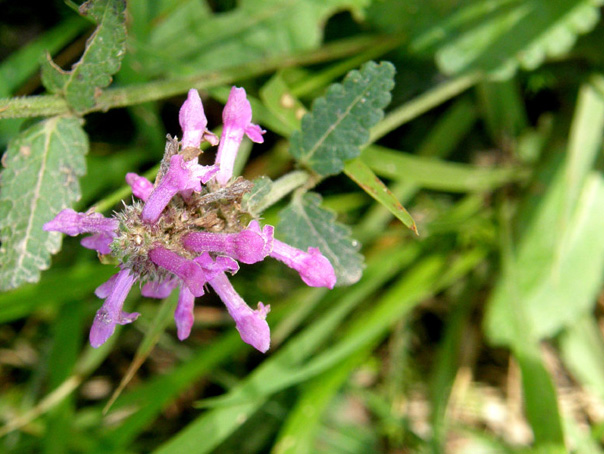 Stachys officinalis