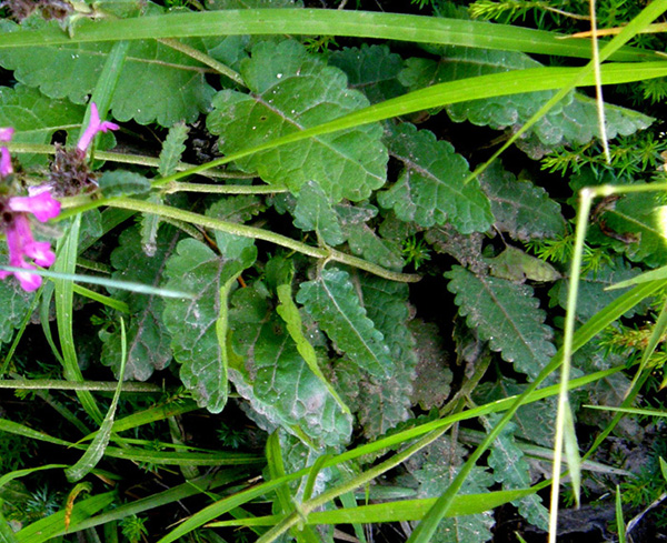 Stachys officinalis