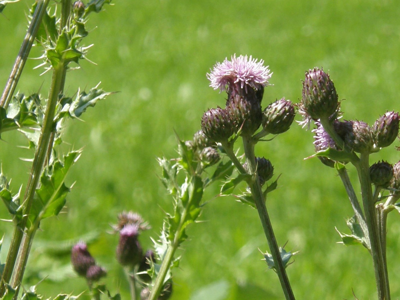 Pi spinoso di cos! - Cirsium cfr. arvense (Asteraceae)