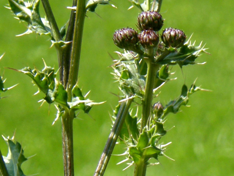 Pi spinoso di cos! - Cirsium cfr. arvense (Asteraceae)