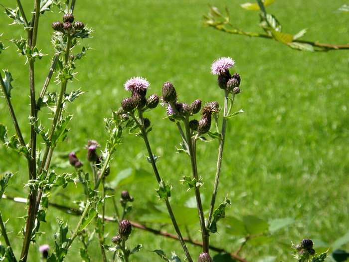 Pi spinoso di cos! - Cirsium cfr. arvense (Asteraceae)