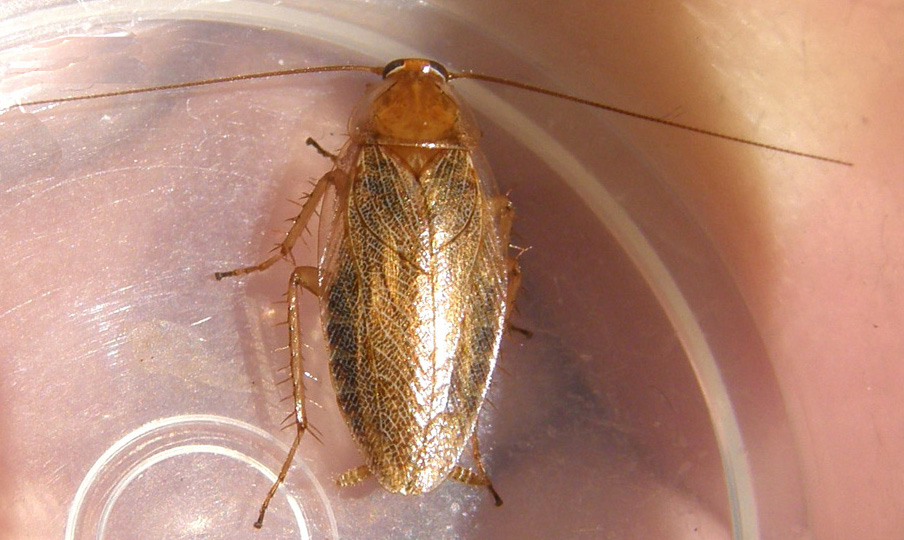 Ectobius sp.