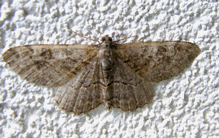 Altra falena altoatesina