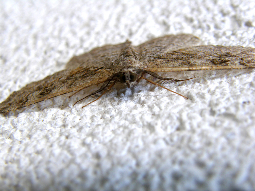 Altra falena altoatesina