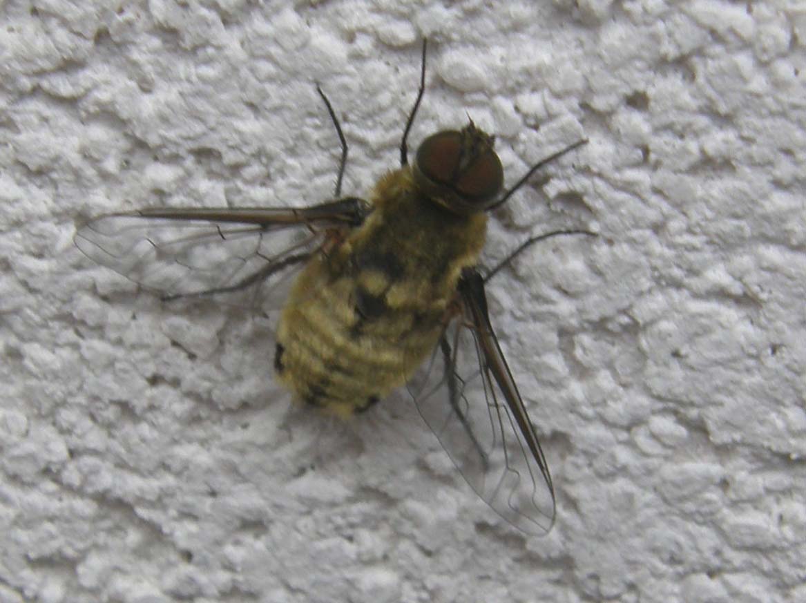 Villa sp. (Bombyliidae)