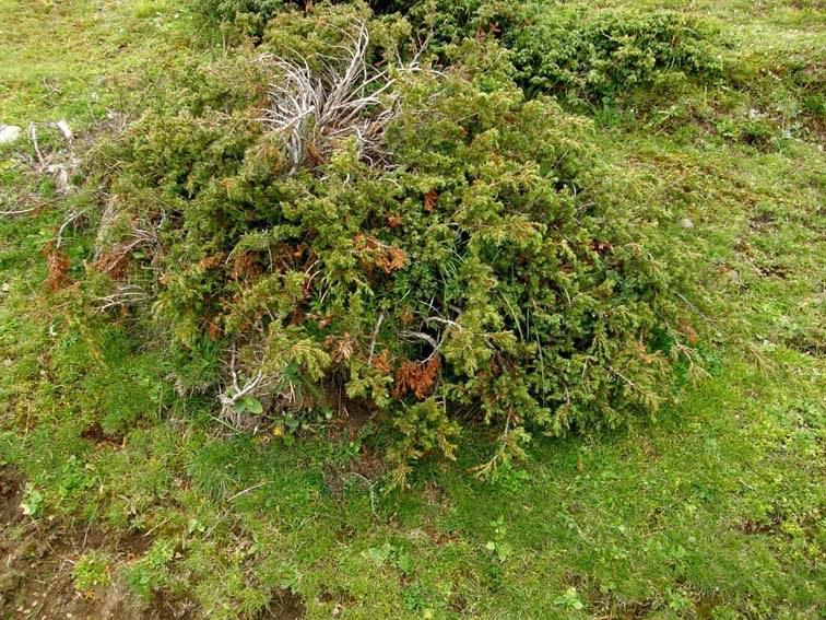 Juniperus communis / Ginepro comune