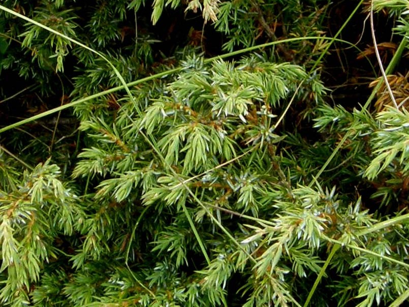 Juniperus communis / Ginepro comune