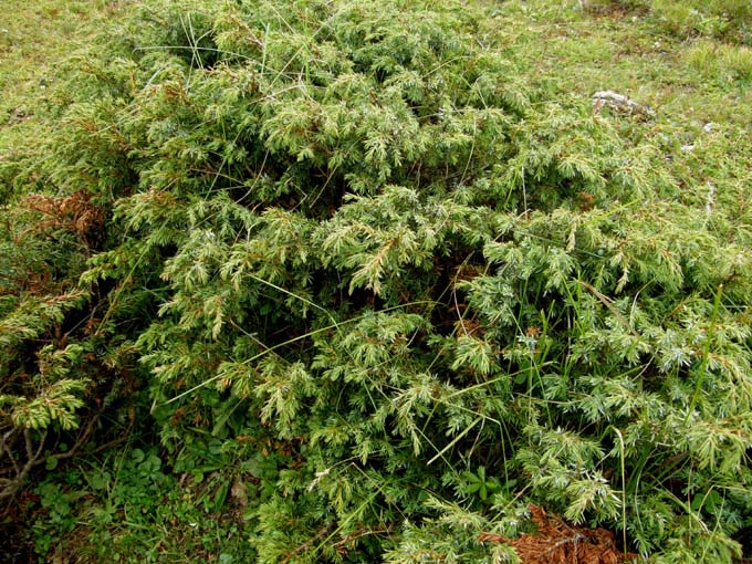 Juniperus communis / Ginepro comune