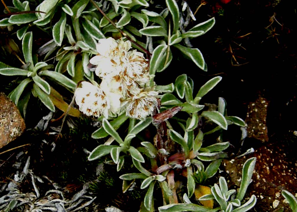 Foglie dal bordo chiarissimo - Antennaria cfr. dioica (Asteraceae)