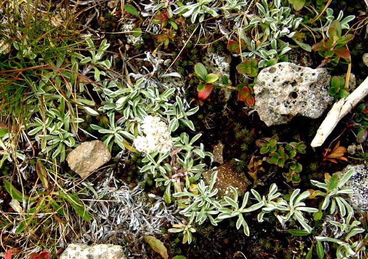 Foglie dal bordo chiarissimo - Antennaria cfr. dioica (Asteraceae)