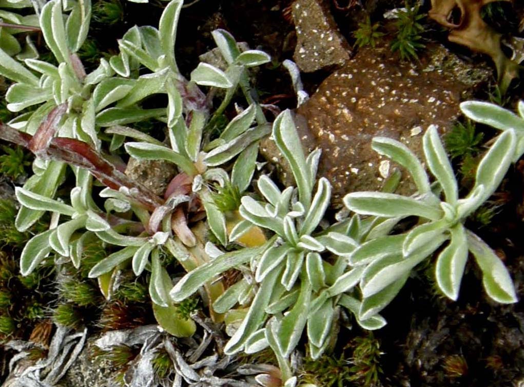 Foglie dal bordo chiarissimo - Antennaria cfr. dioica (Asteraceae)