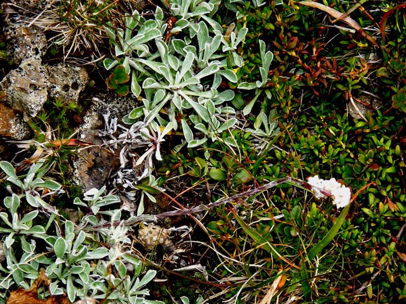 Foglie dal bordo chiarissimo - Antennaria cfr. dioica (Asteraceae)