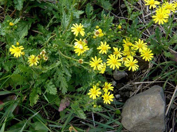 Senecio squalidus / Senecio squallido