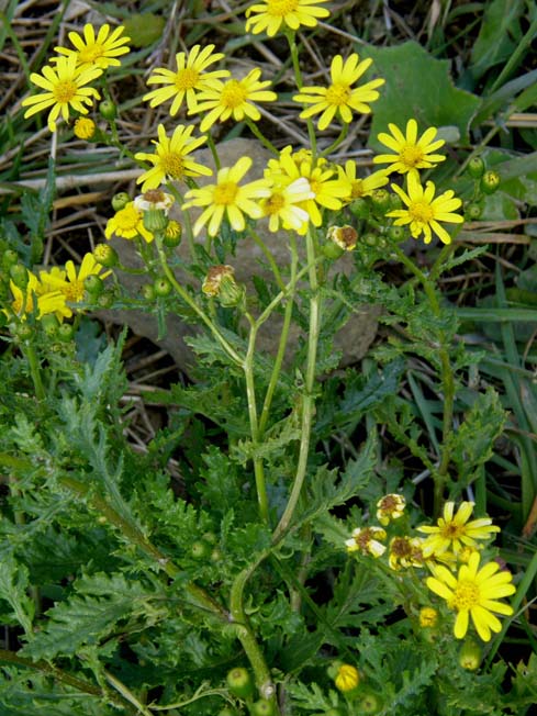 Senecio squalidus / Senecio squallido