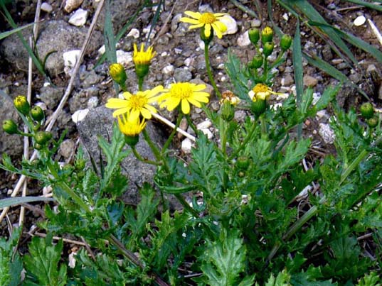 Senecio squalidus / Senecio squallido