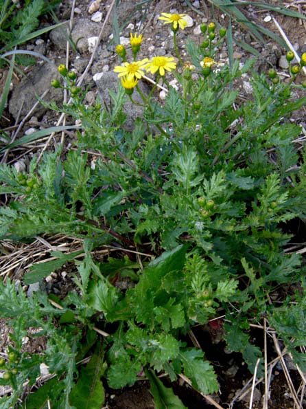 Senecio squalidus / Senecio squallido