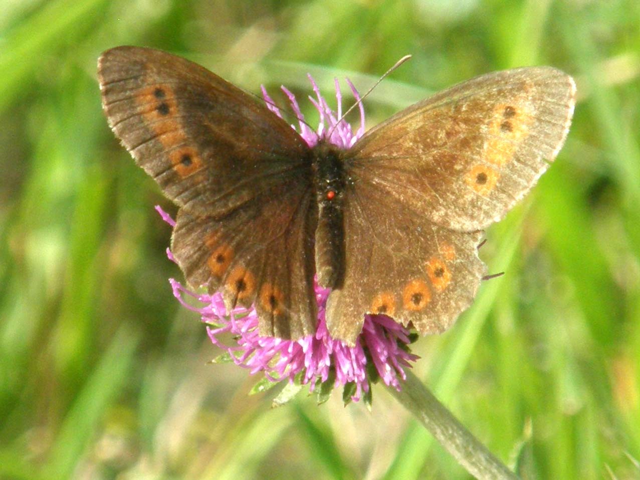 Erebia aetiops ?