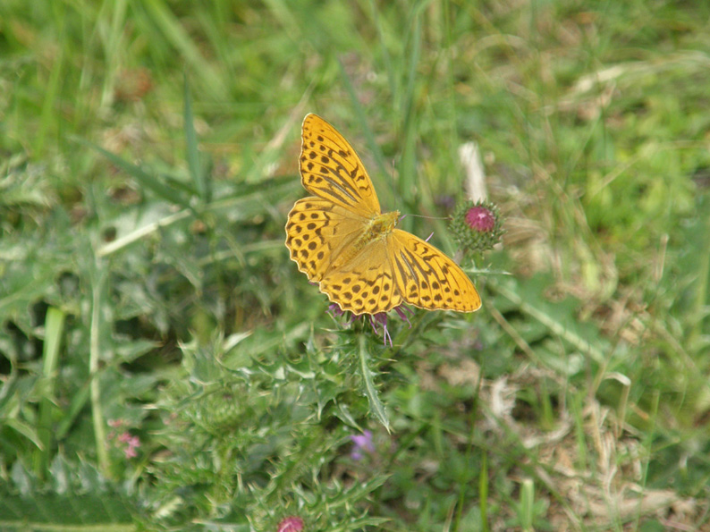 Argynnis paphia