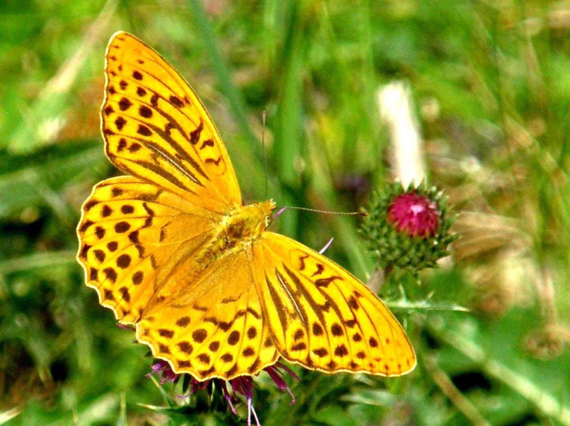 Argynnis paphia