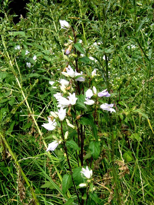 Campanule bianche - Campanula trachelium