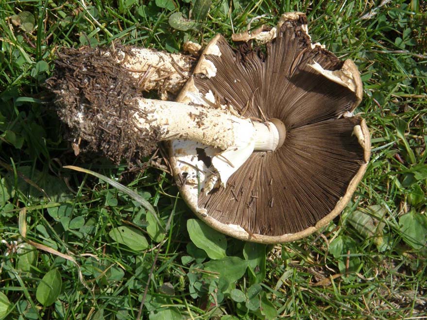 Agaricus?