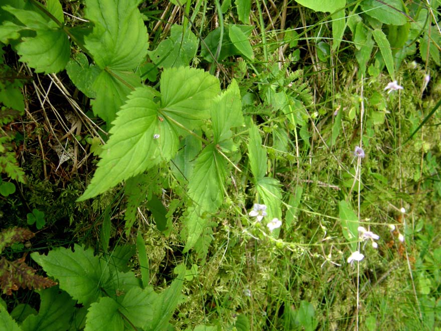 Veronica urticifolia