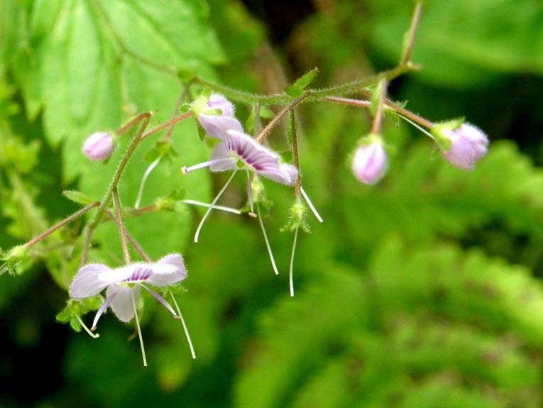 Veronica urticifolia