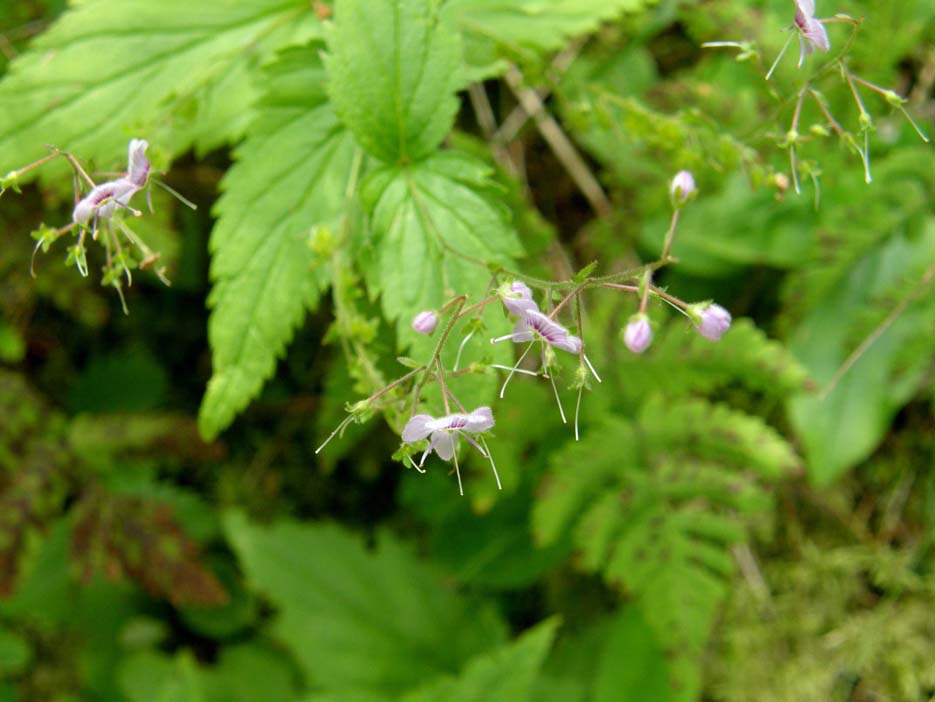 Veronica urticifolia