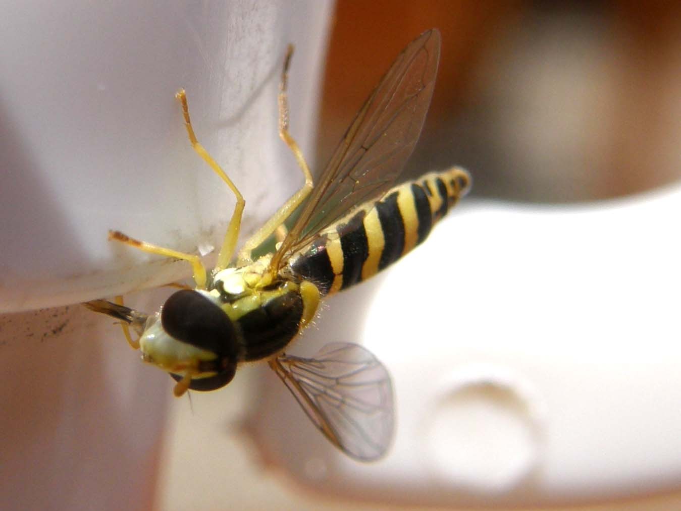 Sphaerophoria sp. (Syrphidae)