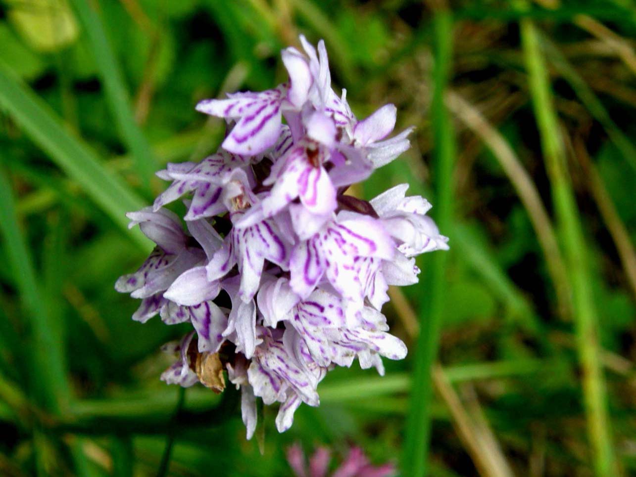 Altra orchidea altoatesina: Dactylorhiza fuchsii