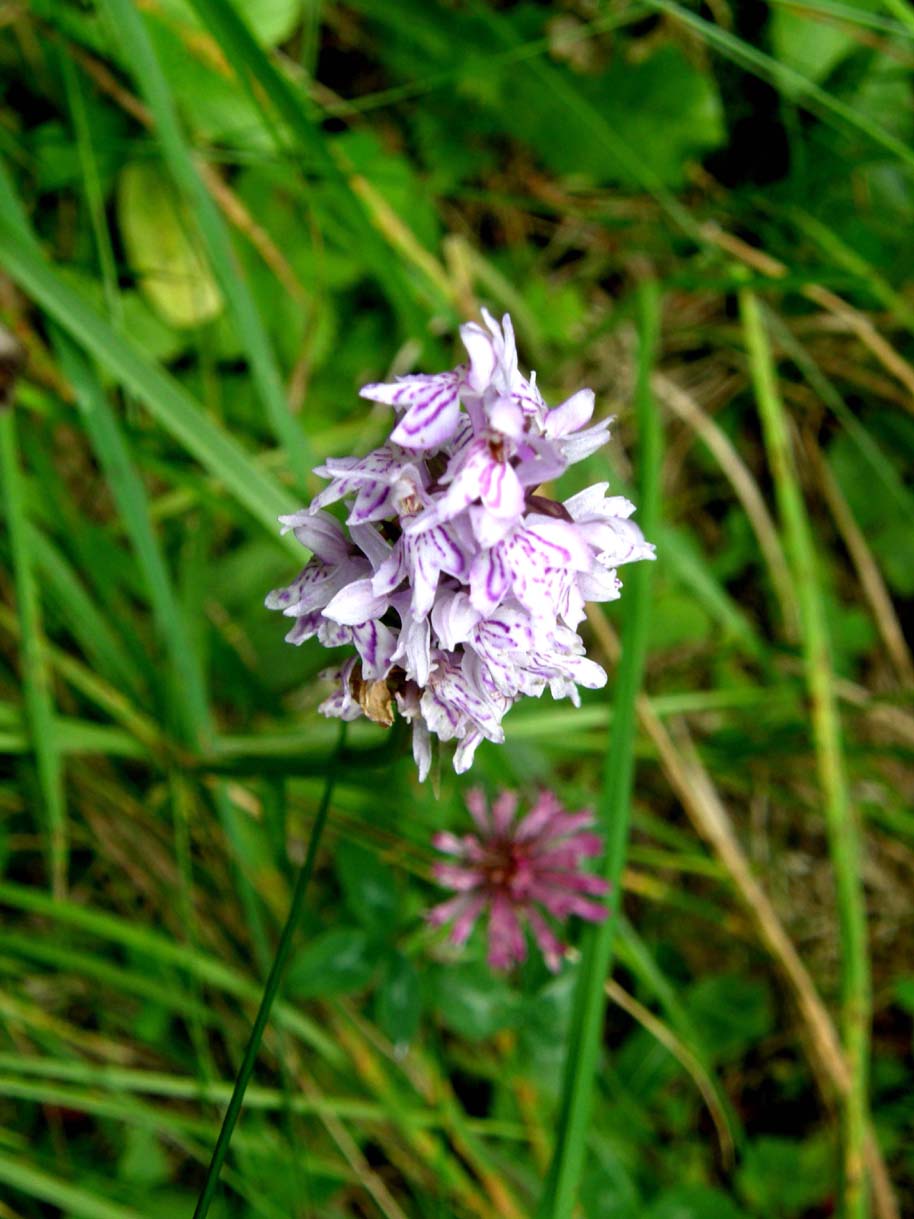 Altra orchidea altoatesina: Dactylorhiza fuchsii