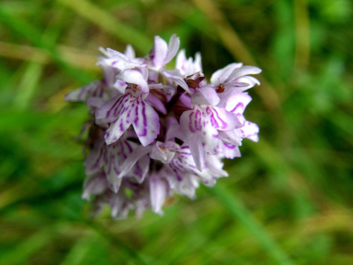 Altra orchidea altoatesina: Dactylorhiza fuchsii