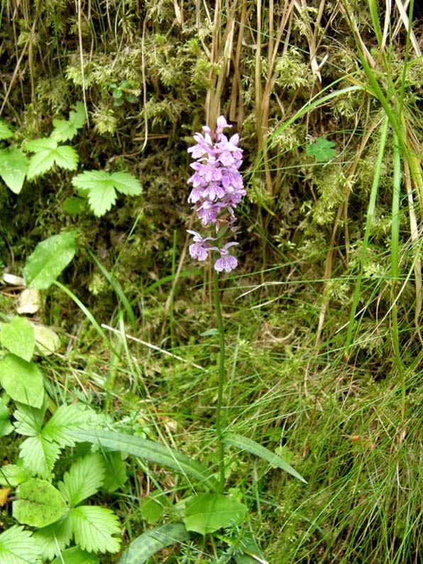 Altra orchidea altoatesina: Dactylorhiza fuchsii