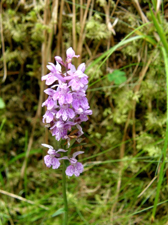 Altra orchidea altoatesina: Dactylorhiza fuchsii