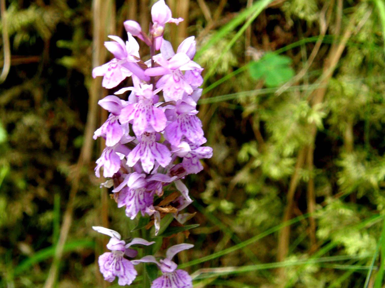 Altra orchidea altoatesina: Dactylorhiza fuchsii