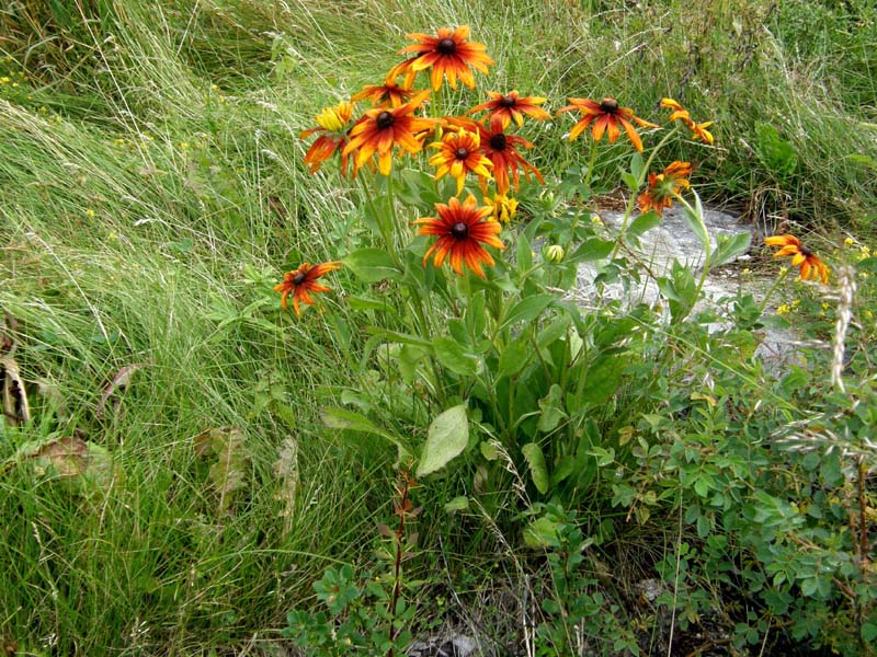 Rudbeckia hirta / Rudbeckia irta