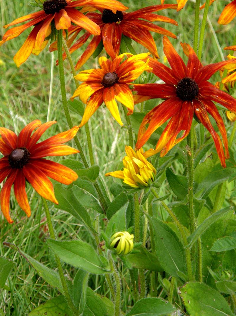 Rudbeckia hirta / Rudbeckia irta