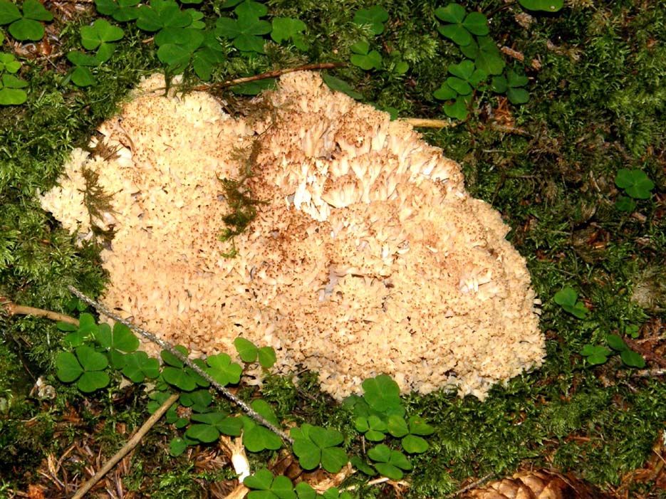 Clavaria da identificare.