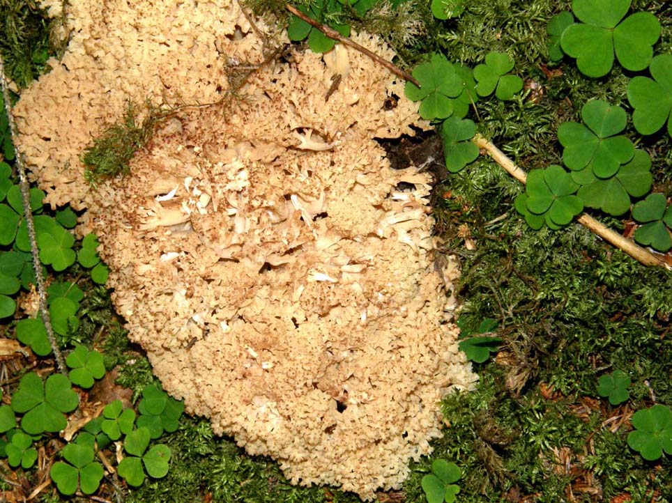 Clavaria da identificare.